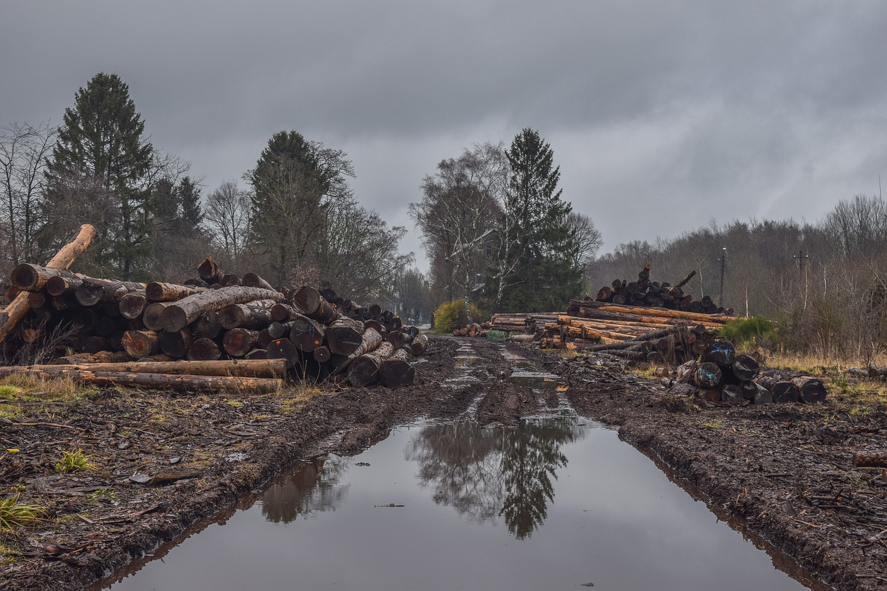 The Link Between Deforestation and Pandemics